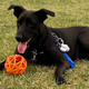 A dog quietly suffering from gastrointestinal issues